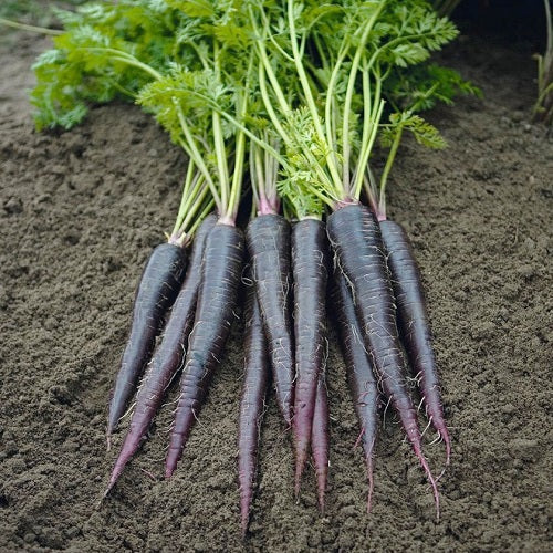 Carrot Black Wonder Vegetable Seeds