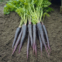 Carrot Black Wonder Vegetable Seeds