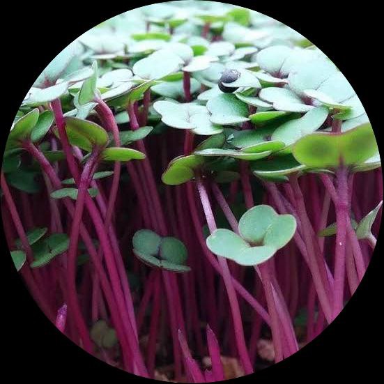 Kale, Purple Reign – Microgreen Seed