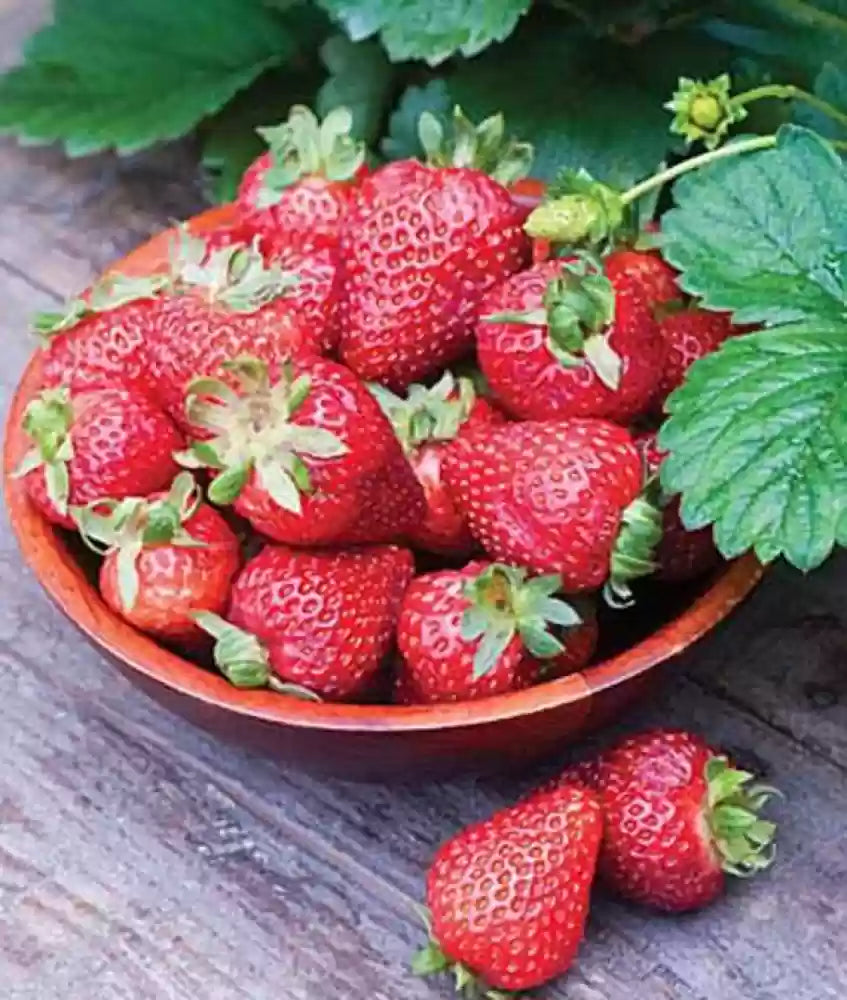 Seascape – Strawberry Plants Seeds