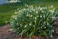 Snowflakes- Gravetye Giant