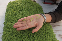 Marigold, Gem – Microgreen Seed