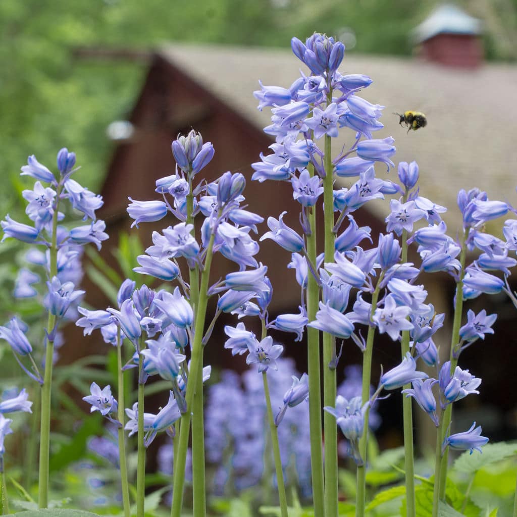 Spanish Bluebells Seeds