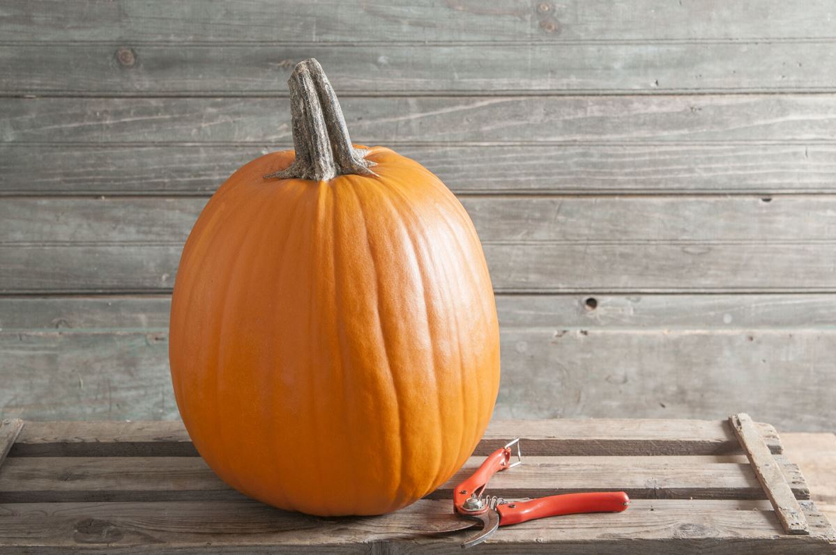 Howden – Pumpkin Seed