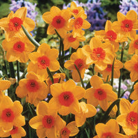 Kedron Jonquilla Daffodil Seeds