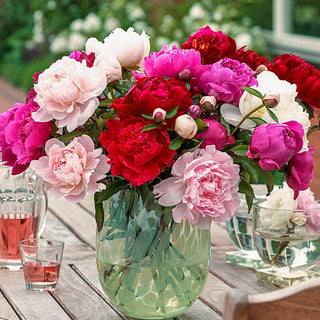Cut-Flower Peony Mixture