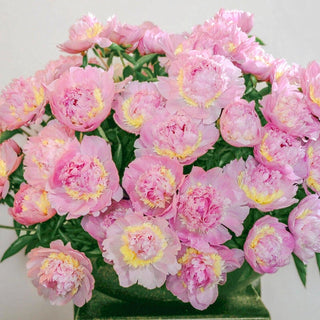 Eden's Perfume Peony