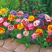 Peony-Flowering Tulip Mixture Seeds