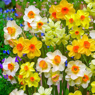 Jonquilla Daffodil Mixture Seeds