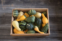 Ornamental Gourds (Small Mixed) Seed