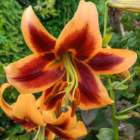 Red Morning Lily Tree Seeds