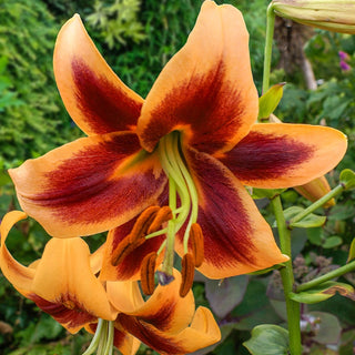 Red Morning Lily Tree Seeds