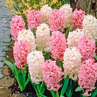 French Perfume Hyacinth Mixture Seeds