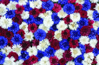 Cornflower- Fireworks Mix