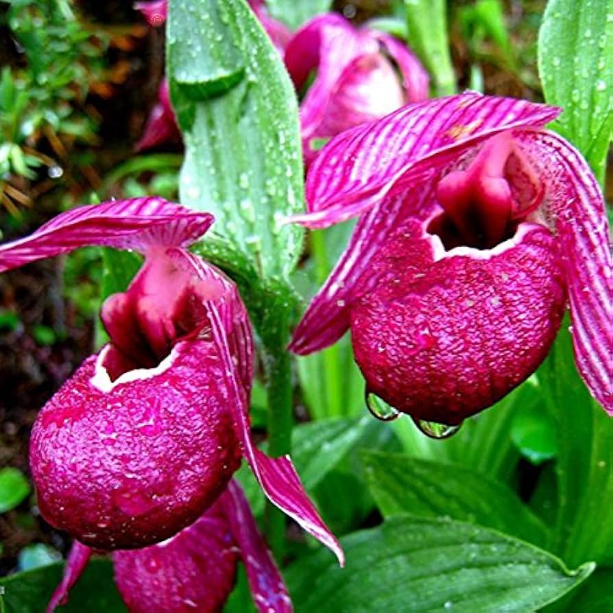 Cypripedium Paphiopedilum Perennial Orchid Flower Seeds