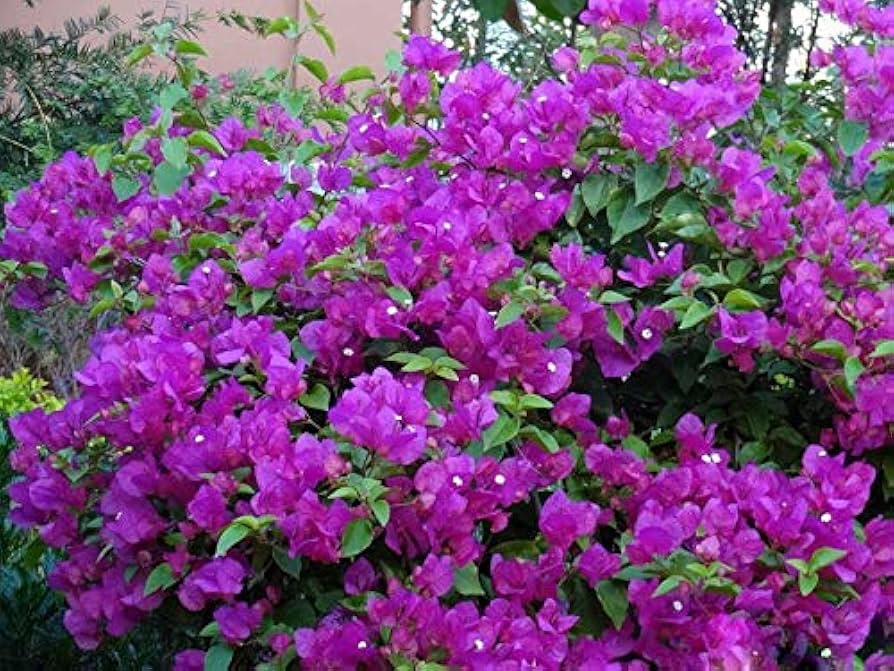 Bougainvillea Flower Seeds for Planting, 100 - Flower for planting in home garden