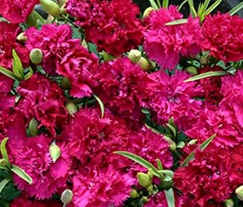 Deep Pink Carnation Seeds for Planting – Organic, Heirloom, Non-GMO Flower Seeds