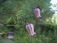 Heirloom Non-GMO Clematis Reticulata Flower Seeds – Climbing Vine Flower Seeds for Planting - Non-GMO for planting in home garden