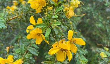 Cassia Occidentalis Flower Seeds Heirloom Non GMO Planting - 100