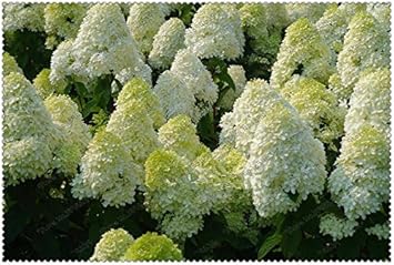 White Vanilla Fraise Flower Seeds for Planting - 100 pcs