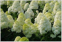 White Vanilla Fraise Flower Seeds for Planting - 100 pcs
