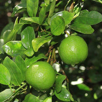 Lime Plant Seeds for Growing Fresh and Zesty Limes at Home -NON GMO Seeds