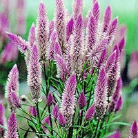 Celosia Spicata Flower Seeds, Heirloom, Non-GMO Unique Garden Accent Seeds