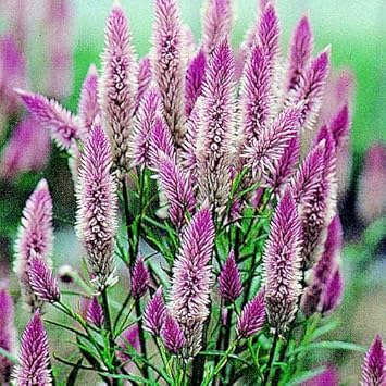 Celosia Spicata Flower Seeds, Heirloom, Non-GMO Unique Garden Accent Seeds