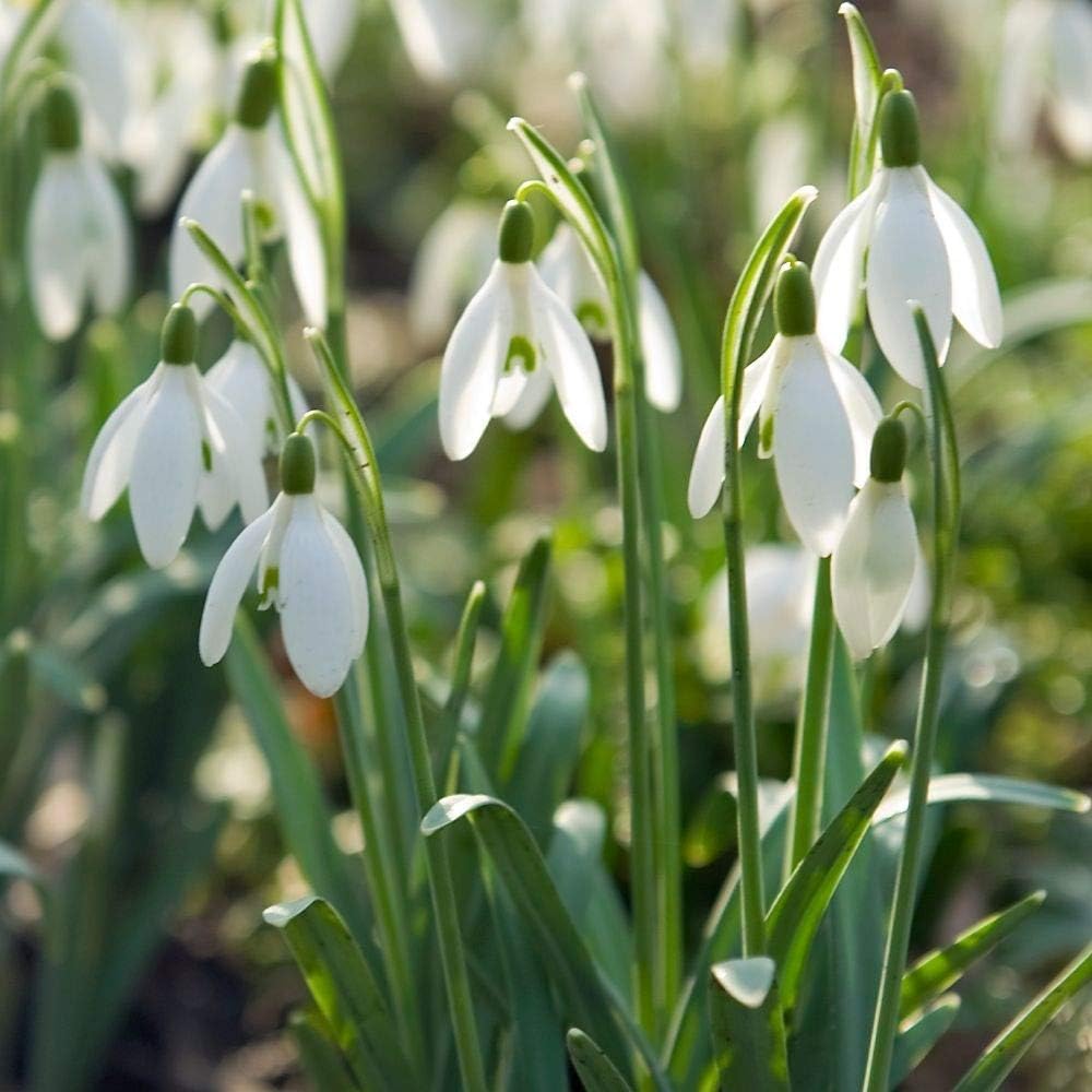 Galanthus (Galanthus scientific name) for planting in garden