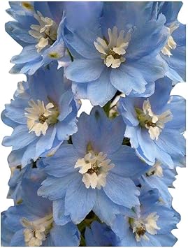 Heirloom Non-GMO Sky Blue Dendrobium Flower Seeds for Elegant Garden Displays and Indoor Planting