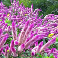 Organic Pink Celosia Caracas Flower Seeds for Planting – Heirloom, Non-GMO