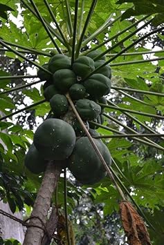 Kakaobohne Fruit Seeds - Grow Cocoa Beans for a Rich and Chocolatey Harvest 100 pcs