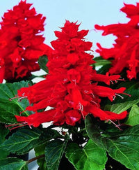 Heirloom Non-GMO Scarlet Sage Flower Seeds for Planting – Bright Pollinator-Friendly Garden Blooms - Non-GMO for planting in home garden