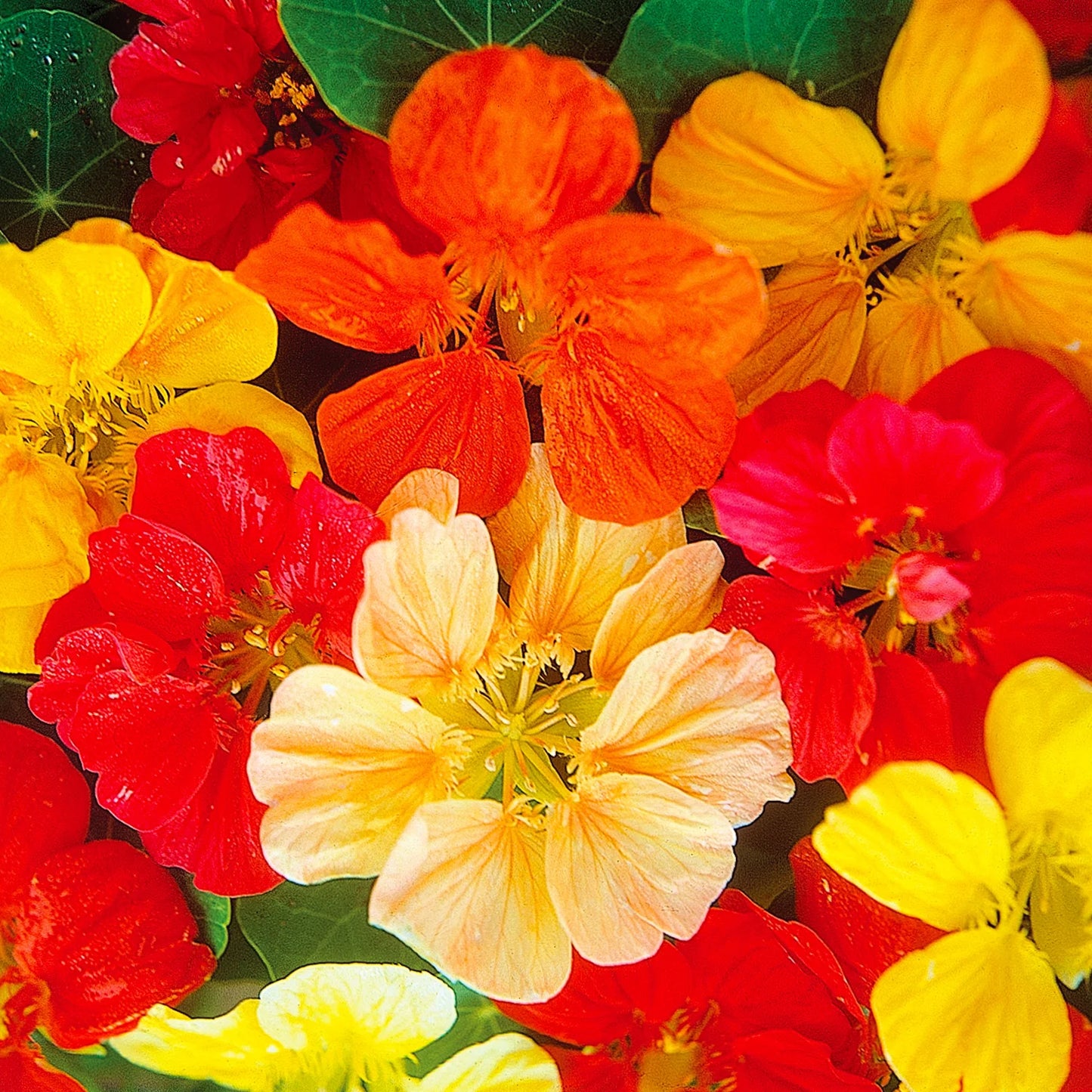 Jewel Mix – Nasturtium Seed