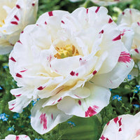 Danceline Tulip Seeds