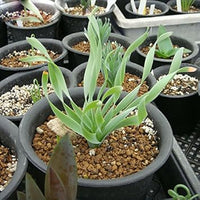 Green Trachyandra Plant Seeds for Planting - Unique Garden Flora, Heirloom & Non-GMO Seeds