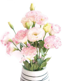Light Pink Eustoma (Lisianthus) Flower Seeds for Planting - Heirloom, NON-GMO Seeds