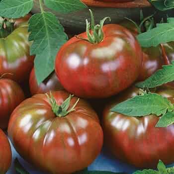 Marnero/Estamino Organic Tomato Seeds