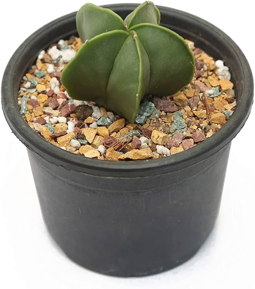 Astrophytum - Myriostigma for planting in home garden