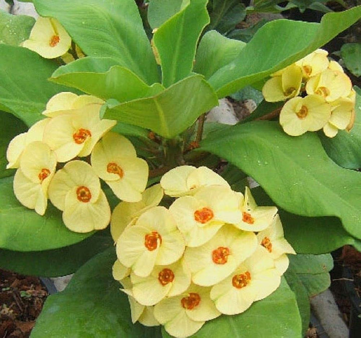 Heirloom Yellow Euphorbia Flower Seeds for Planting, Non-GMO
