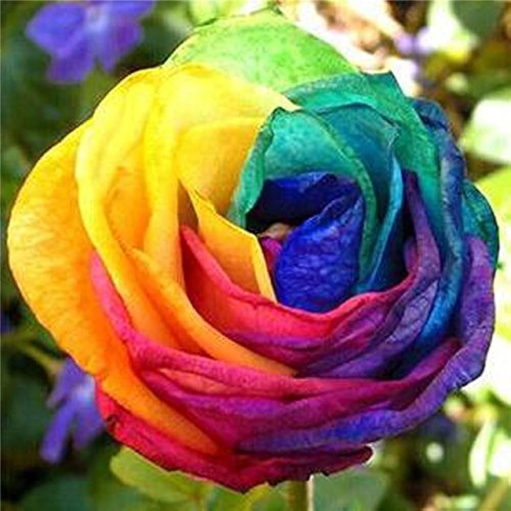 Rose Mixed Colors Hot Perennial Flower - for planting in home garden