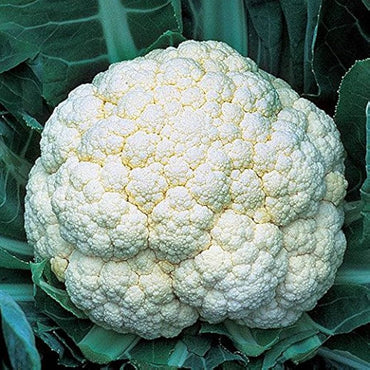 Snow Crown cauliflower seeds – early hybrid with compact, white heads
