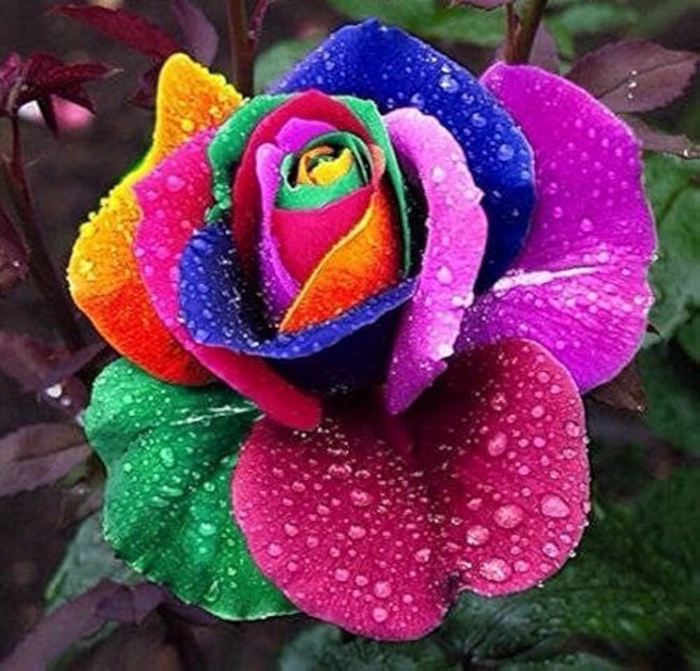 Holland Rainbow rose flowers grown from seeds with multicolored petals in striking rainbow hues