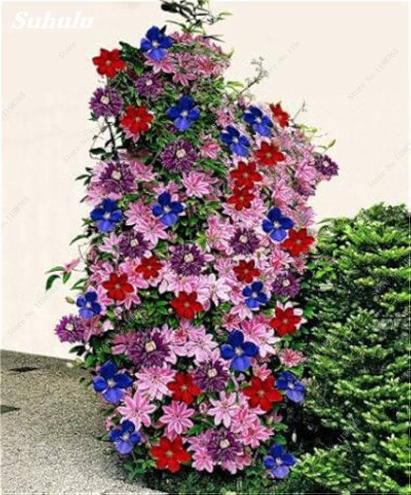 Clematis Mixed Climbing Flower Seeds