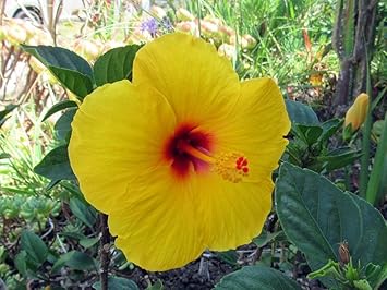 Yellow Hibiscus Flower Seeds – Heirloom Non-GMO Seeds for Bright Garden Blooms
