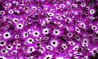 Heirloom White Purple Cineraria Flower Seeds for Planting, Non-GMO