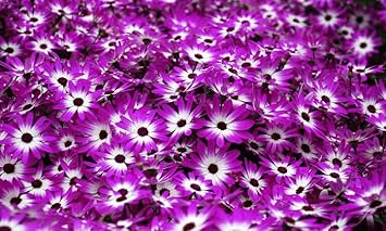 Heirloom White Purple Cineraria Flower Seeds for Planting, Non-GMO