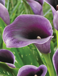 Purple Calla lily Flower Seeds for Planting - Heirloom and Non-GMO garden seeds