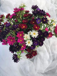 Serenade Mix – China Aster Seed
