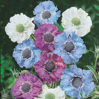 Isaac House Pincushion Flower Blend